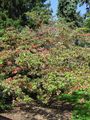 Thumbnail for version as of 23:36, 27 November 2009