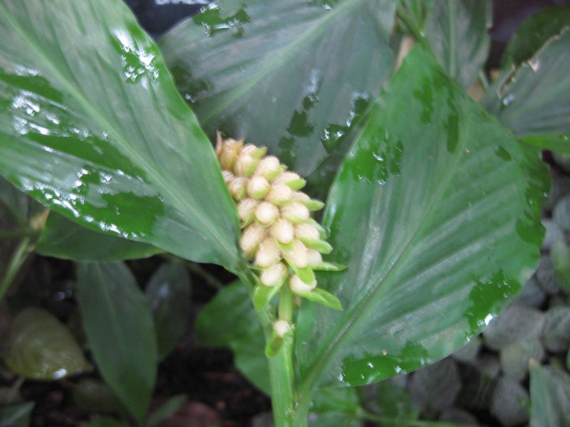 File:IMG 1201 bbg09.jpg