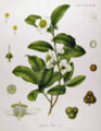 Thumbnail for version as of 12:35, 21 May 2007