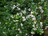 Malpighia coccigera