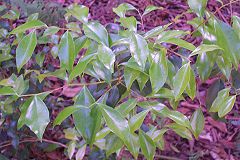 Scolopia braunii