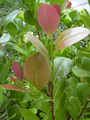 Red leaves on the inland form. (Forest & Kim Starr (USGS))