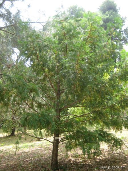 File:Torreya californica-IMG 3145 lokrun.jpg