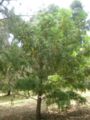 torreya californica