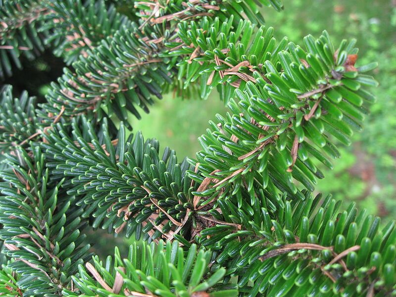 File:1024px-Abies numidica needles 01 by Line1.jpg