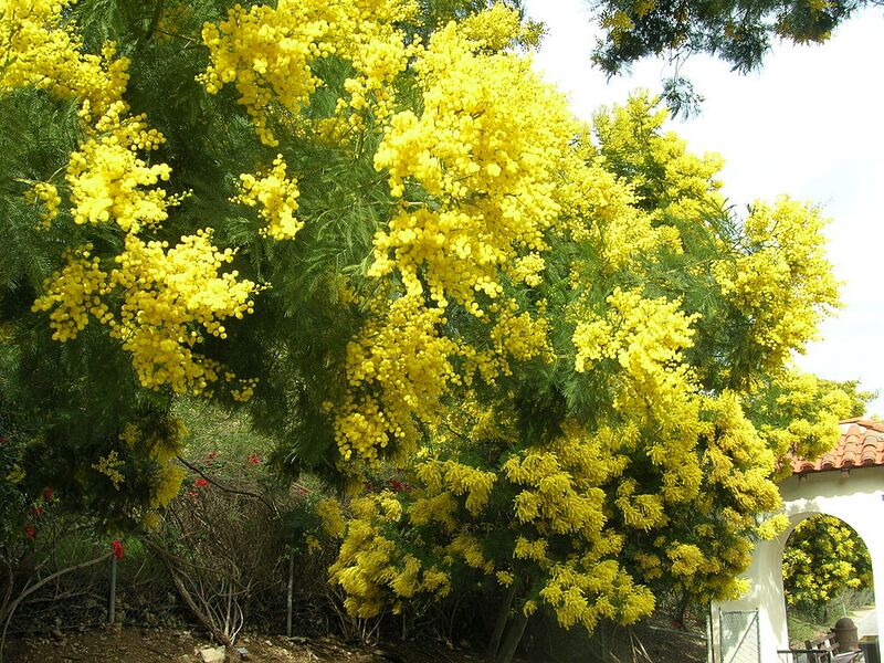 File:1024px-Acacia-decurrens-catalina.jpg