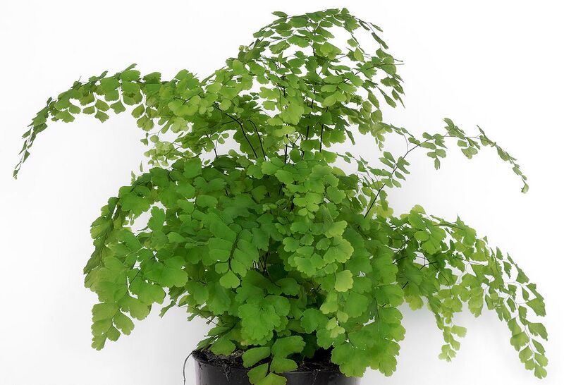 File:1024px-Adiantum fragrans (aka).jpg