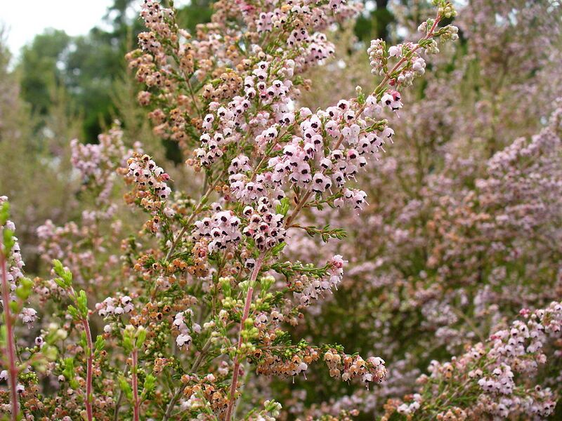 File:1024px-Erica sparsa.jpg