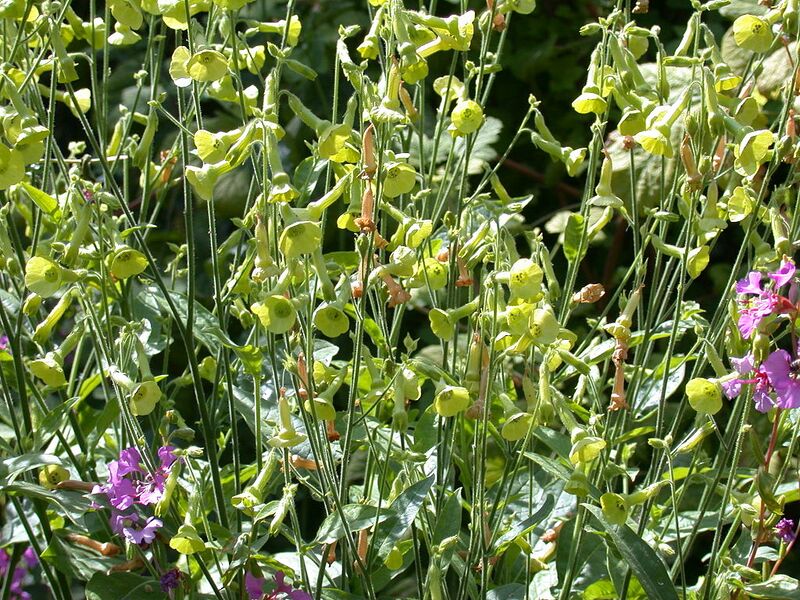 File:1024px-Nicotiana langsdorfii 20070810-1226-74.jpg