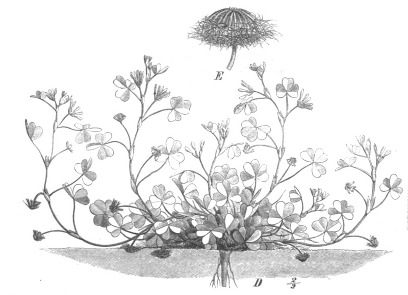 File:1024px-Trifolium subterraneum Taub113c.png