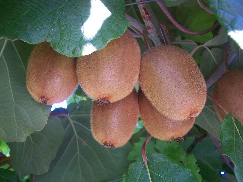File:1280px-Actinidia chinensis.jpg