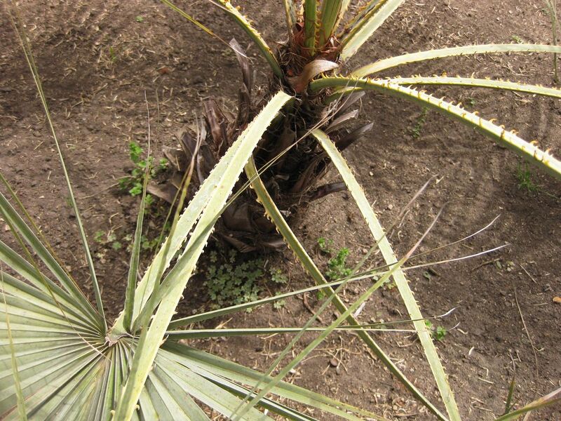 File:1280px-IMG 4107 hunt0904.jpg