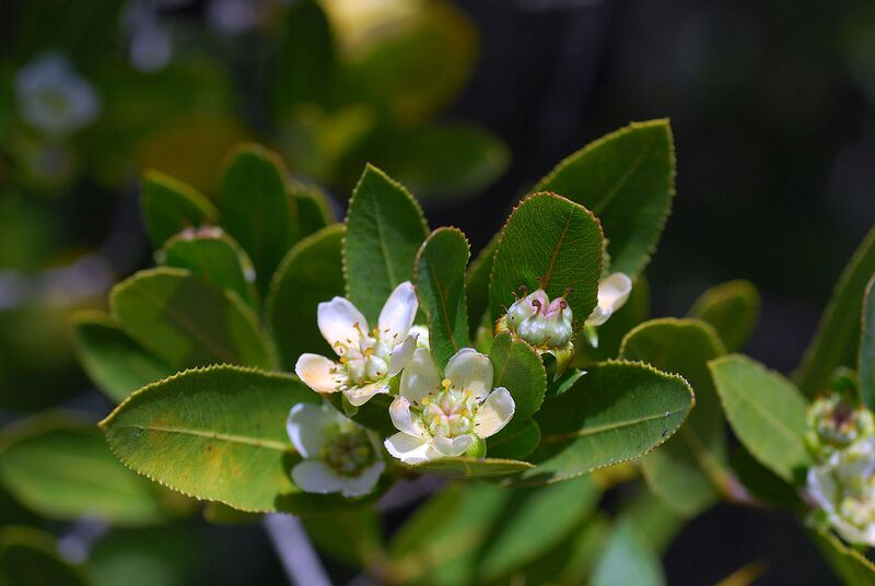 File:1280px-Kageneckia oblonga2.JPG