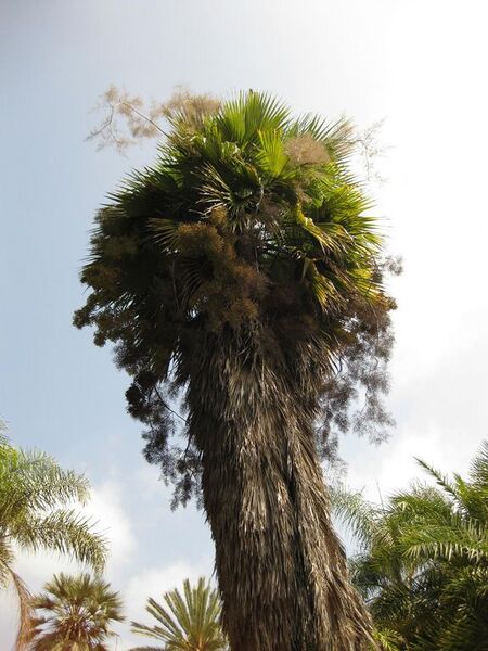 File:576px-IMG 4132 hunt0904.jpg