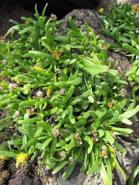 File:576px-IMG 4288 hunt0904.jpg