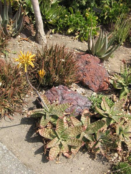 File:576px-IMG 4361 hunt0904.jpg