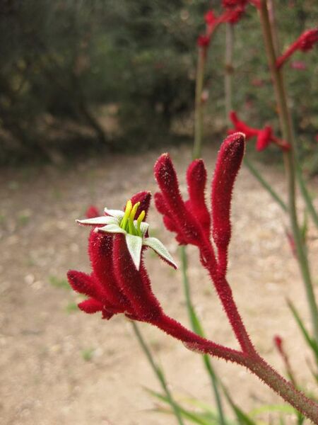 File:576px-IMG 4507 hunt0904.jpg