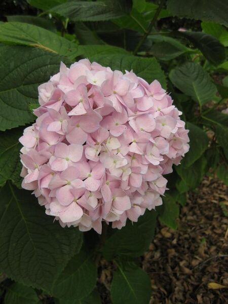 File:576px-IMG 7287 hunt09jun.jpg