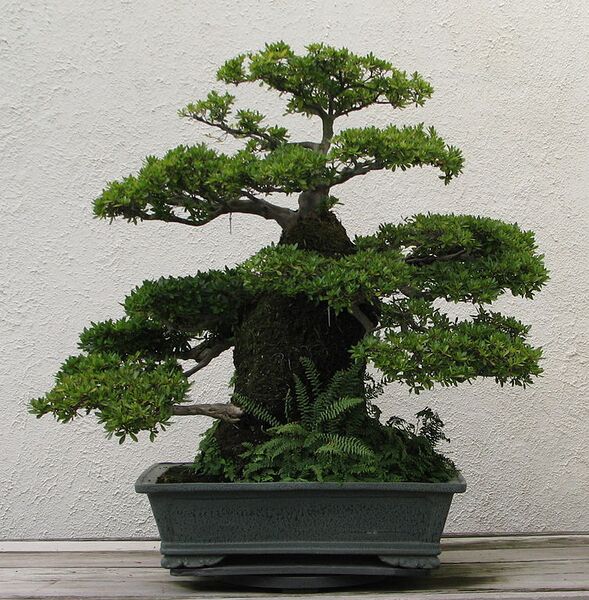 File:754px-Satsuki Azalea, 1973-2007.jpg