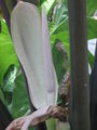 Thumbnail for version as of 16:38, 18 April 2010