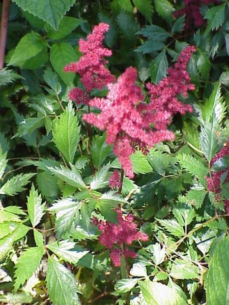 File:Astilbe arendsii1.jpg
