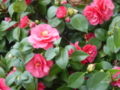 Double flowered Camellia