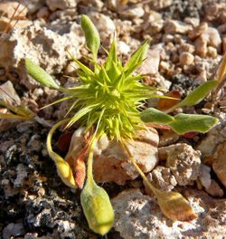 Rigid spineflower (C. rigida)