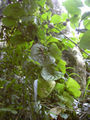 Thumbnail for version as of 16:53, 20 October 2007