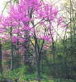 Thumbnail for version as of 10:11, 29 April 2025
