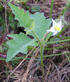 Thumbnail for version as of 10:45, 29 April 2007