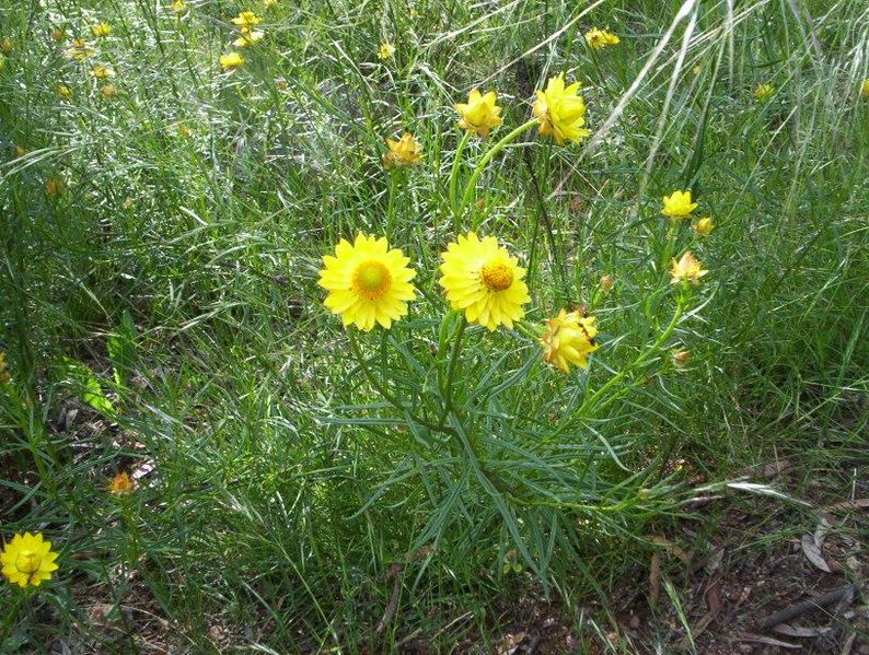 File:Golden everlasting flower Bracteantha bracteata .JPG