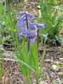 Thumbnail for version as of 11:15, 6 May 2007