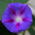 A fully open blue and purple morning glory