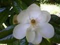 Flower of Magnolia grandiflora (Southern magnolia)