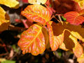 Thumbnail for version as of 10:16, 14 August 2007