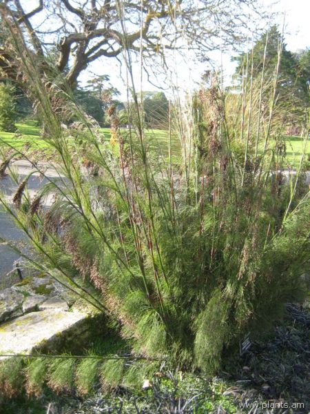 File:Rhodocoma capensis-mikado stems-IMG 7470 sfbg0308.jpg