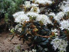 R. tomentosum in flower