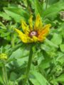 Rudbeckia hirta 'Indian summer'