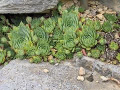 Hen & Chicks (Sempervivum tectorum)