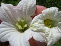Thumbnail for version as of 12:32, 21 June 2007