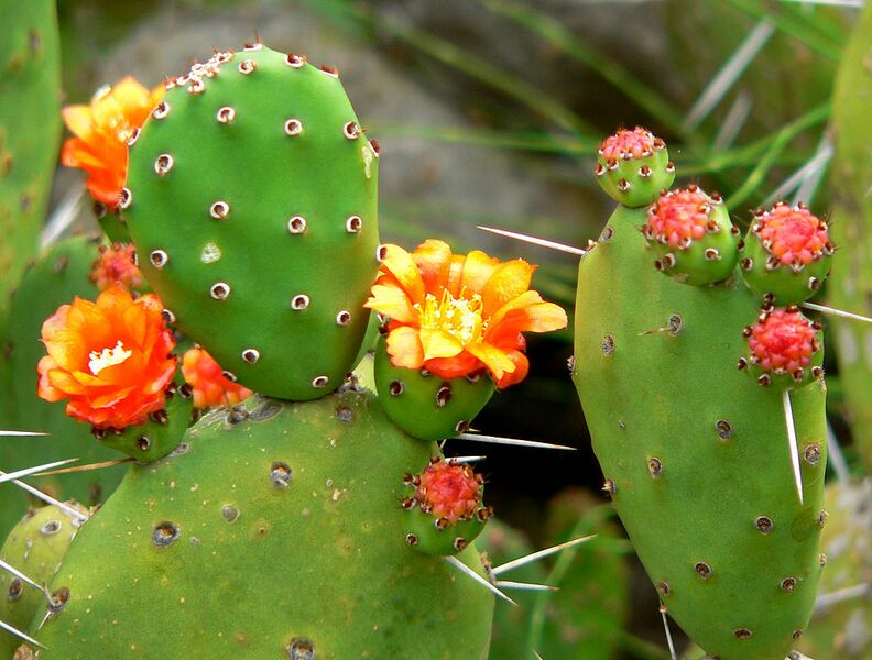 File:1014px-Opuntia ovata 2.jpg