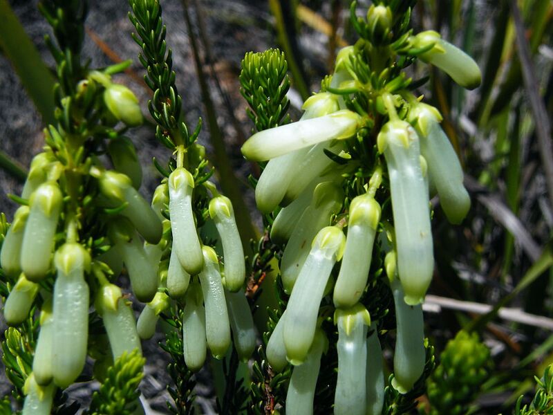 File:1024px-Erica sessilifloraTable Mountain near HH dam (2).JPG