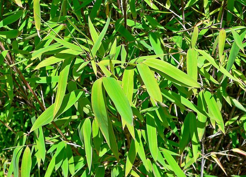 File:1024px-Fargesia nitida 2.jpg
