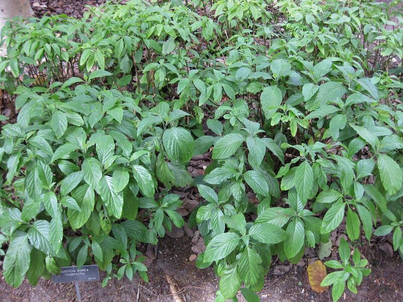 File:1280px-IMG 5012 hunt0904.jpg