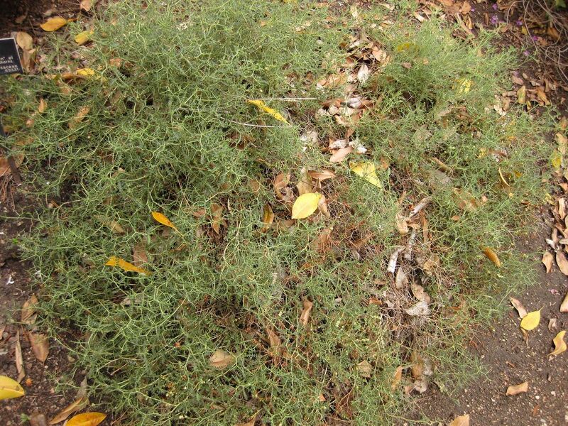 File:1280px-IMG 6937 hunt09jun.jpg