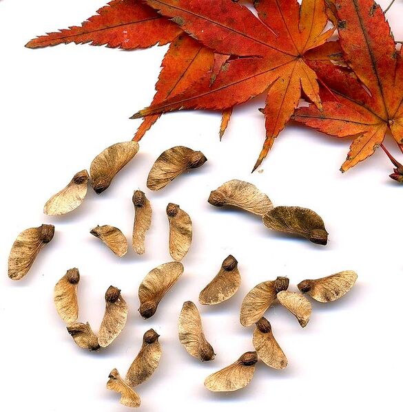 File:750px-Acer seed.jpg
