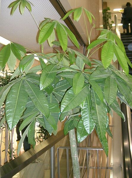 File:761px-Pachira aquatica1.jpg