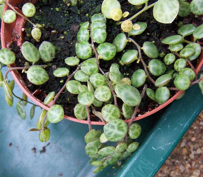 File:882px-Peperomia prostrata.jpg