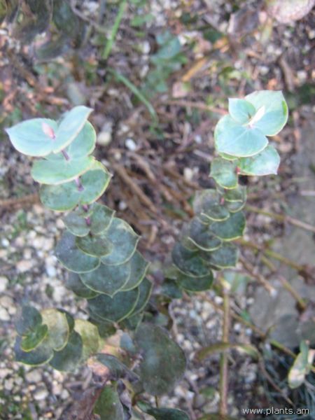 File:Derwentia perfoliata-IMG 6927 sfbg0308.jpg