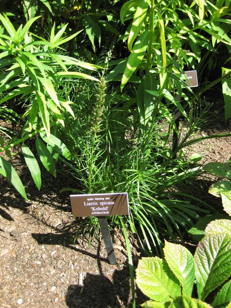 File:IMG 0085 nybg09.jpg